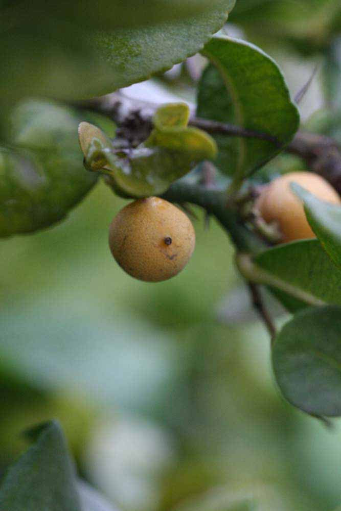              Fruit (Riverside, CA)       